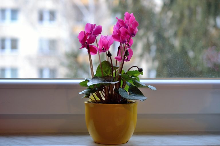 Hai queste piante in casa? Si dice che portino sfortuna: sono da evitare pianta oleandro porta sfortuna in casa