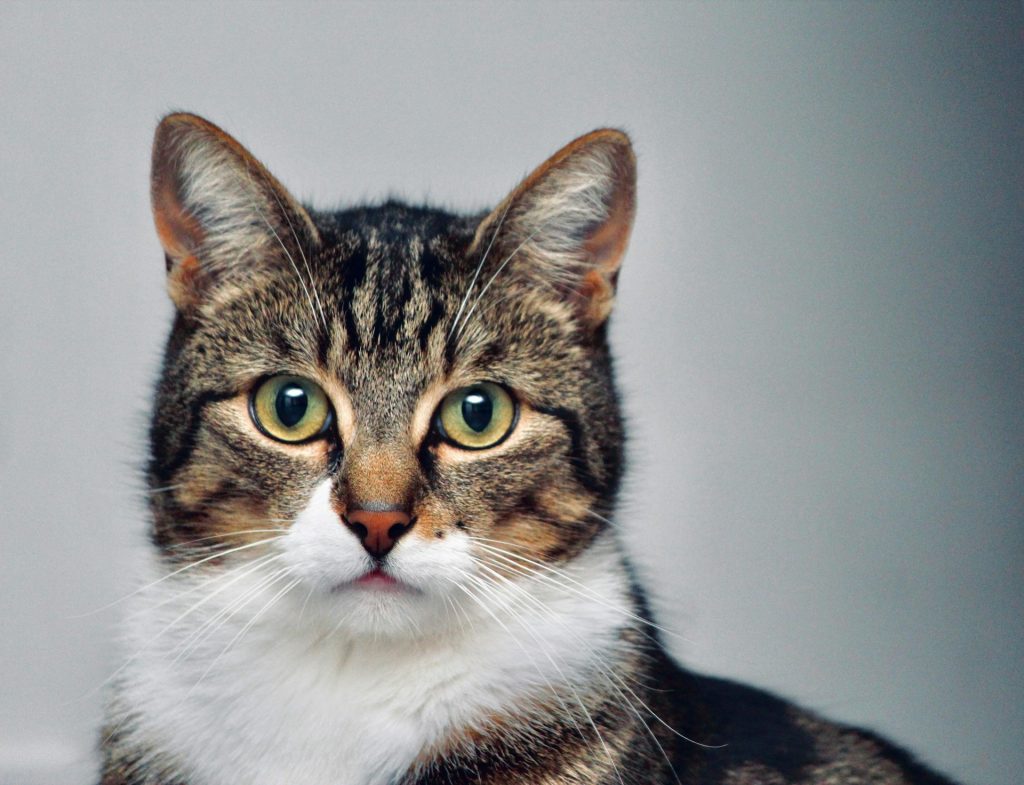 Primo piano di un gatto