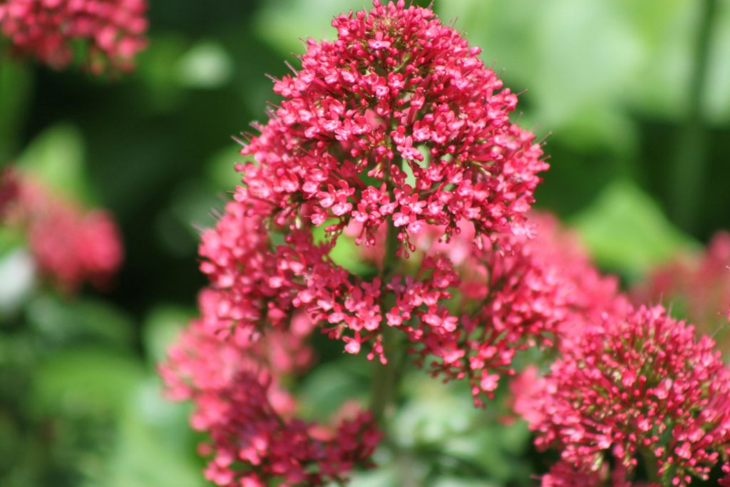 La valeriana