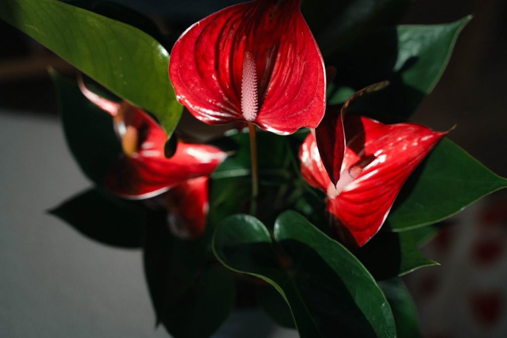 Una pianta di Antorium con i caratteristici fiori rossi