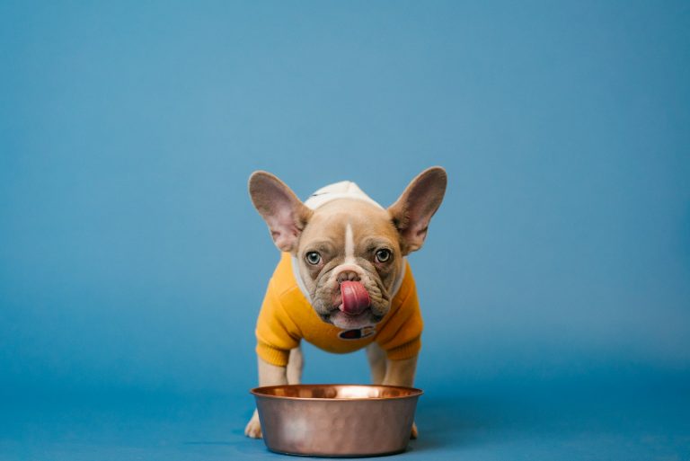 Crocchette per cani: quelle di Eurospin battono Royal Canin nel test di laboratorio Bulldog francese che mangia