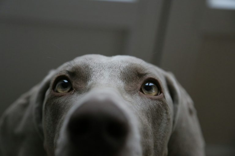 Il tuo cane ti sta giudicando proprio adesso: le femmine sono le più severe Che guarda in modo giudicante