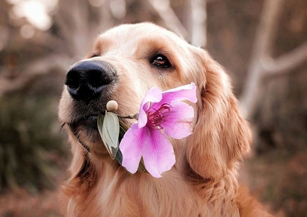 Anche i cani si innamorano: ecco i segnali che il tuo fedele amico ha perso la testa Un cane con un fiore in bocca
