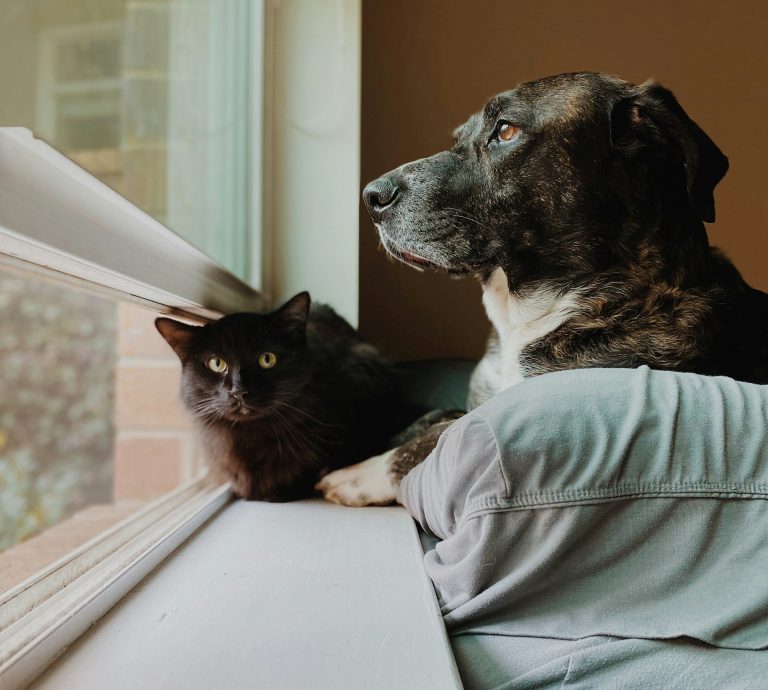 I veterinari avvertono: mai usare questi 5 prodotti per pulire se hai animali in casa Un gatto nero ed un cane vicino alla finestra
