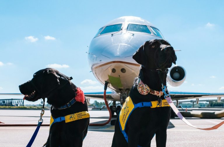 Ita Airways rompe gli schemi: cani fino a 30 kg in cabina dall’estate, ecco come funziona Due cani neri che viaggiano in aereo