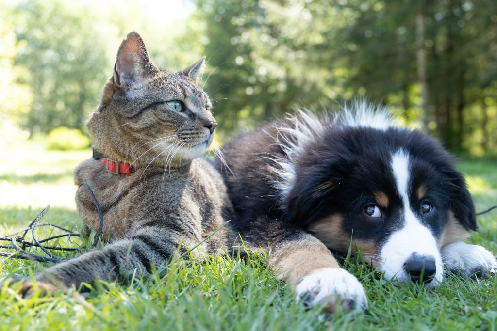 Un cane ed un gatto insieme in un prato