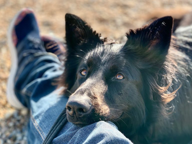Parli al tuo cane come a un neonato? La scienza conferma: è il modo giusto per farlo Cane che guarda il proprio umano