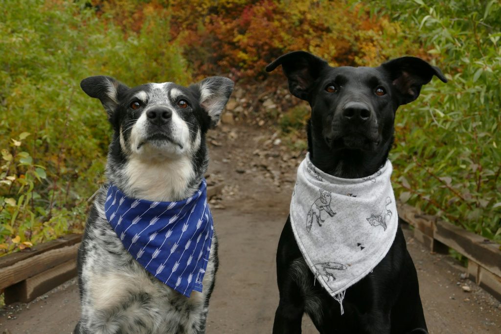 Due cani con bandane