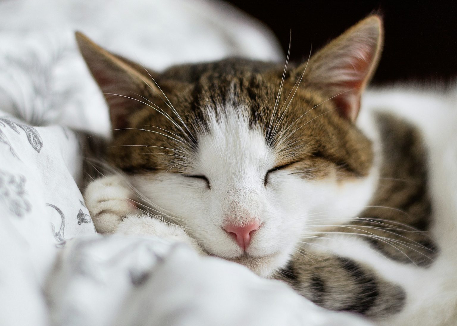 Milly, la gattina paraplegica che cammina sulle zampe anteriori e commuove TikTok Gatto che dorme tranquillo