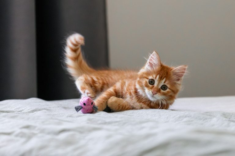 Il tuo gatto scodinzola? I 7 movimenti che rivelano se è felice, arrabbiato o spaventato Gatto rosso con cosa dritta