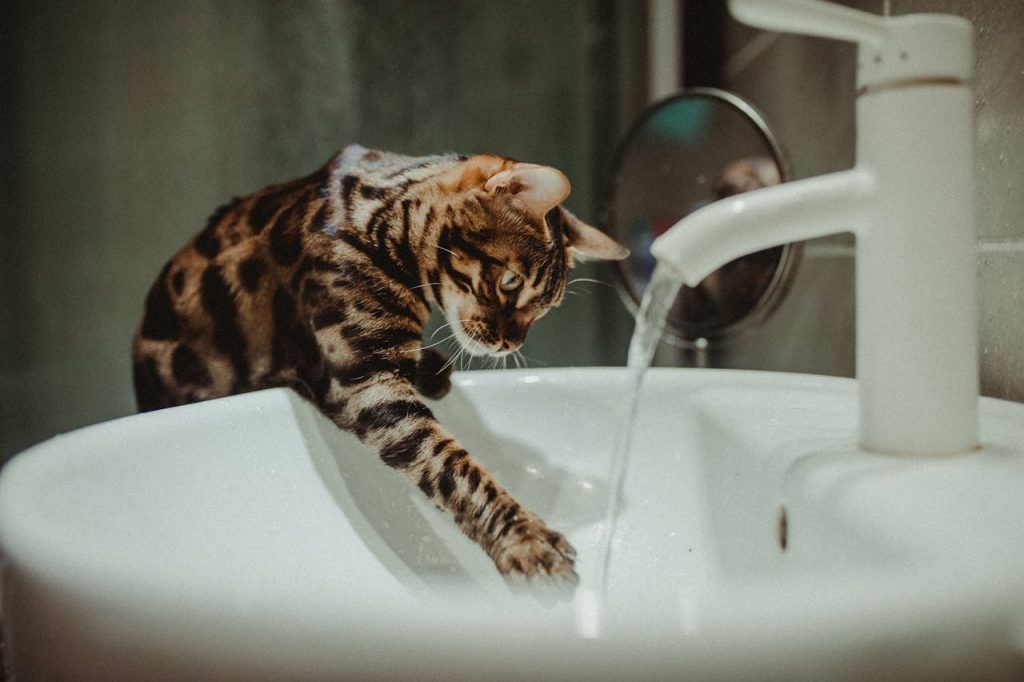 Gatto che gioca con l'acqua del lavandino