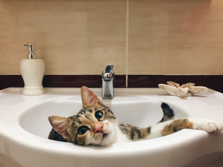 Cosa fa davvero il tuo gatto quando ti segue in bagno: la verità ti stupirà Gatto nel lavandino