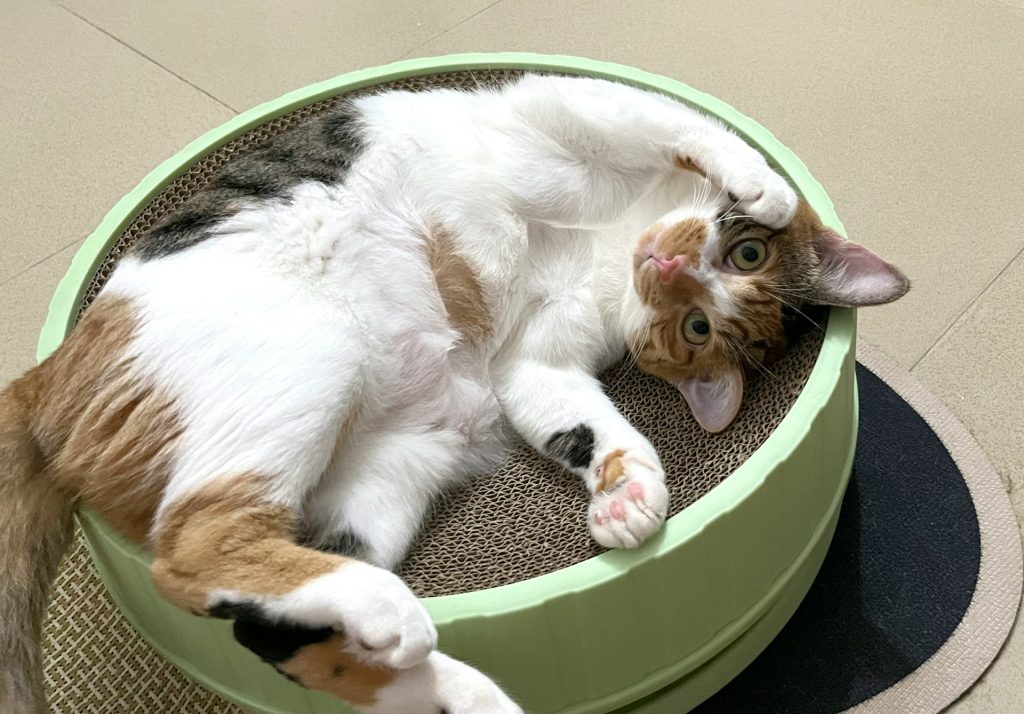 Gatto rilassato pronto a giocare - Fonte: Unsplash