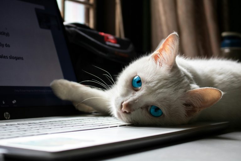 Perché il gatto si siede sempre sui tuoi oggetti? La risposta che non ti aspetti Gatto grigio con occhi azzurri sul computer