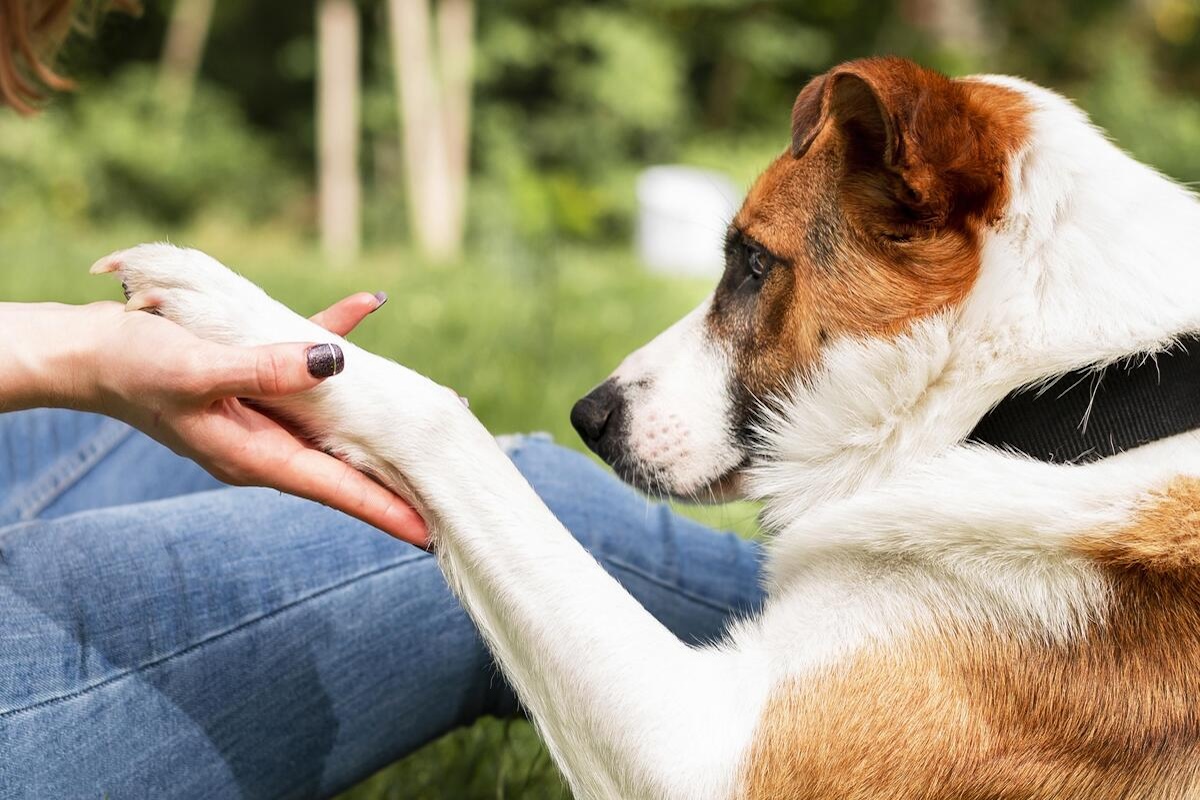 la zampa del cane sulla mano