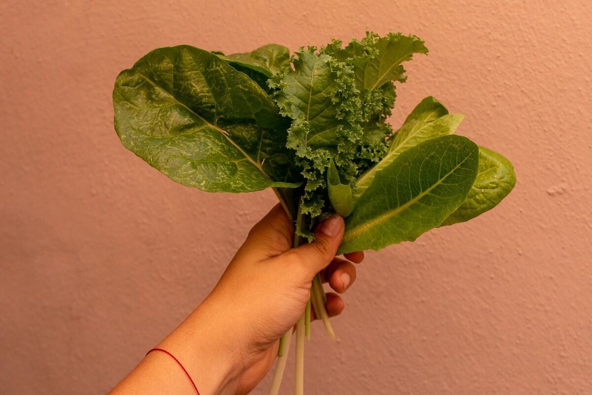 insalata di lattuga