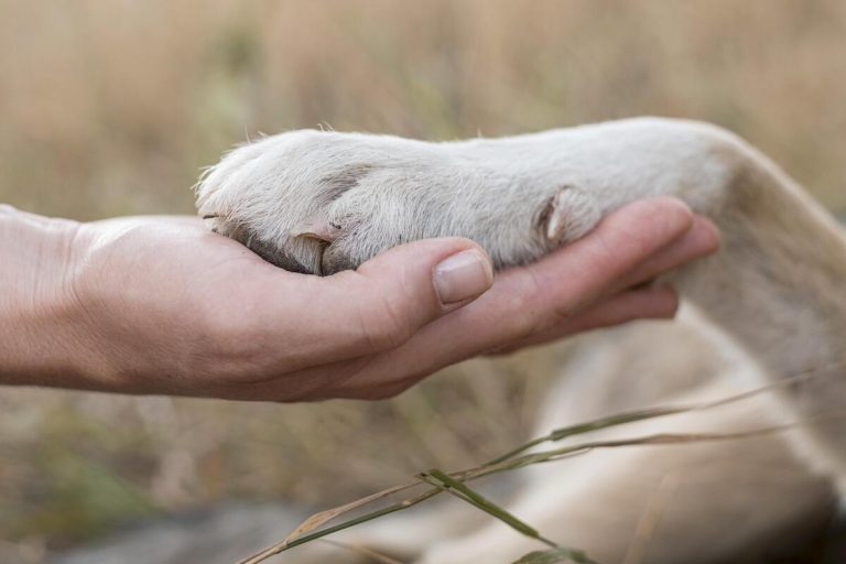 Sai perché il tuo cane poggia la zampa sulla tua mano? I motivi sono 5 (e non sempre è per affetto) la zampa di cane sulla mia mano