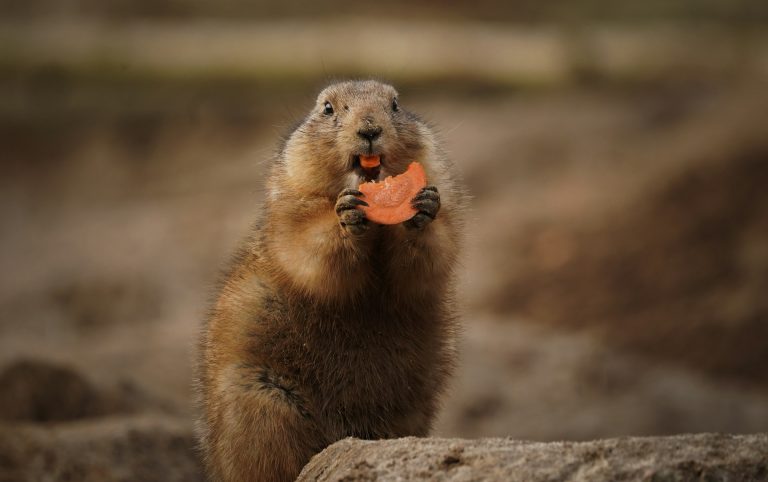 Chunk, la marmotta che ruba verdure dall’orto e fissa la telecamera: 175mila iscritti su YouTube Marmotta con carote