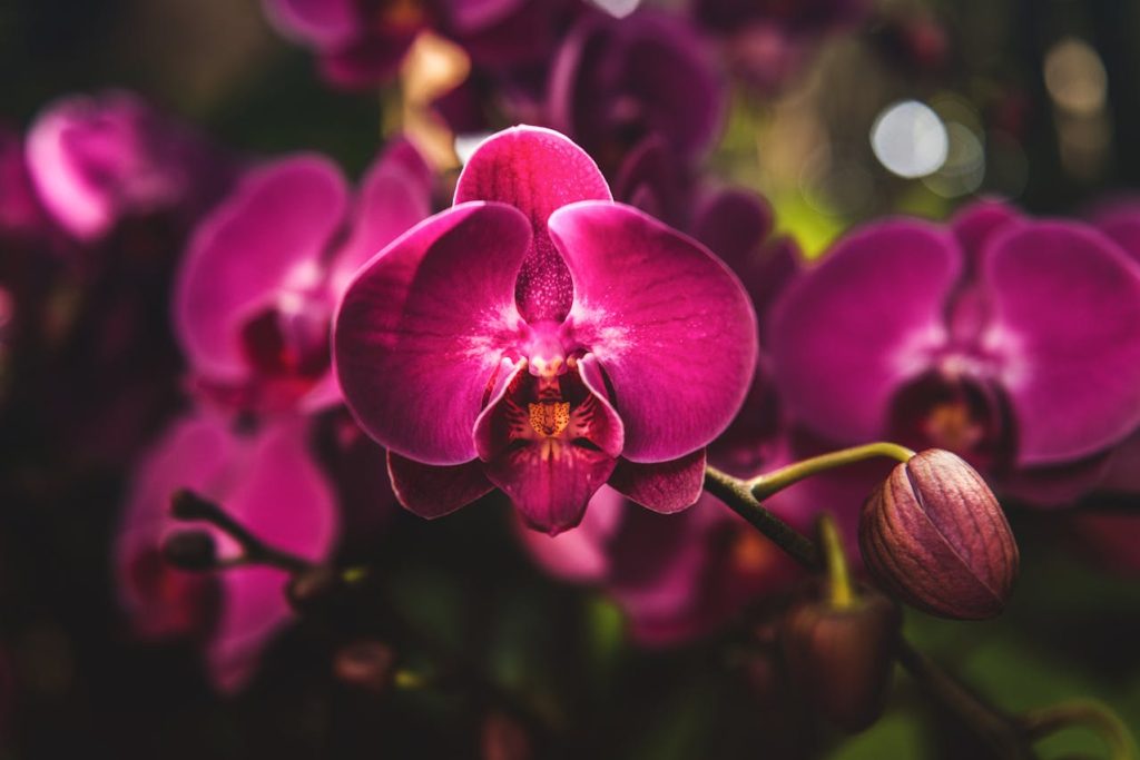 Le 6 piante da regalare a San Valentino: durano anni e costano meno dei fiori Orchidee rosa