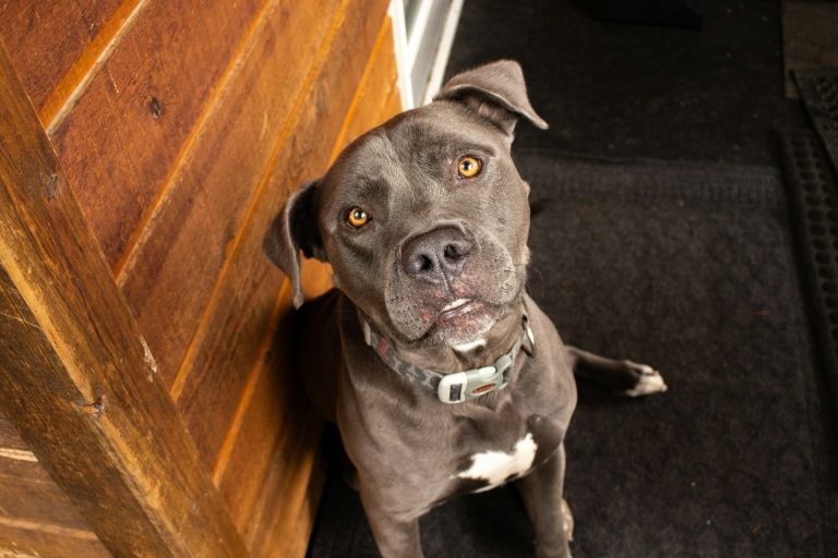Il Pit bull salvato dal rifugio dorme 48 ore di fila in casa: il video commuove migliaia di italiani Pitbull grigio
