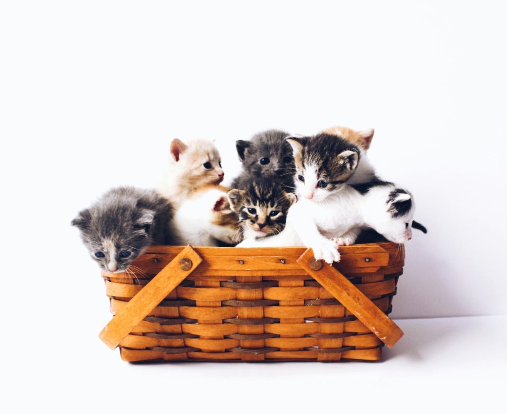 Un cestino con dei cuccioli di gatto