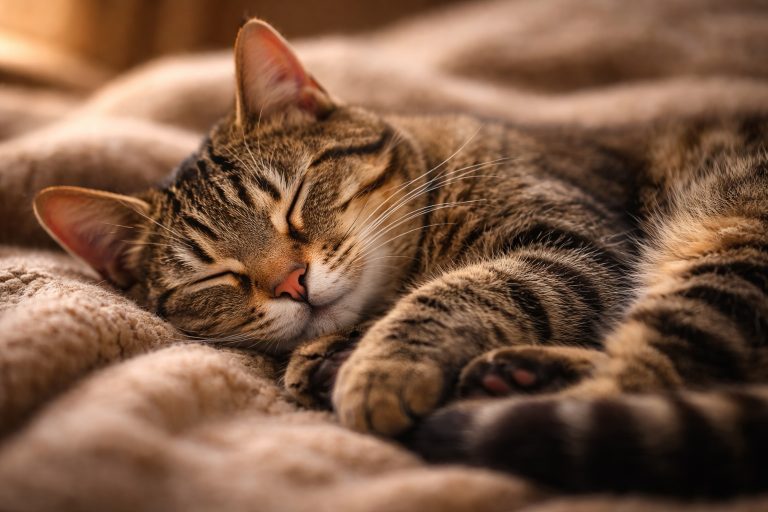 Anche i gatti soffrono di depressione: i sintomi che nessuno ti ha mai spiegato Un gatto che dorme (fonte comeconservare.it)