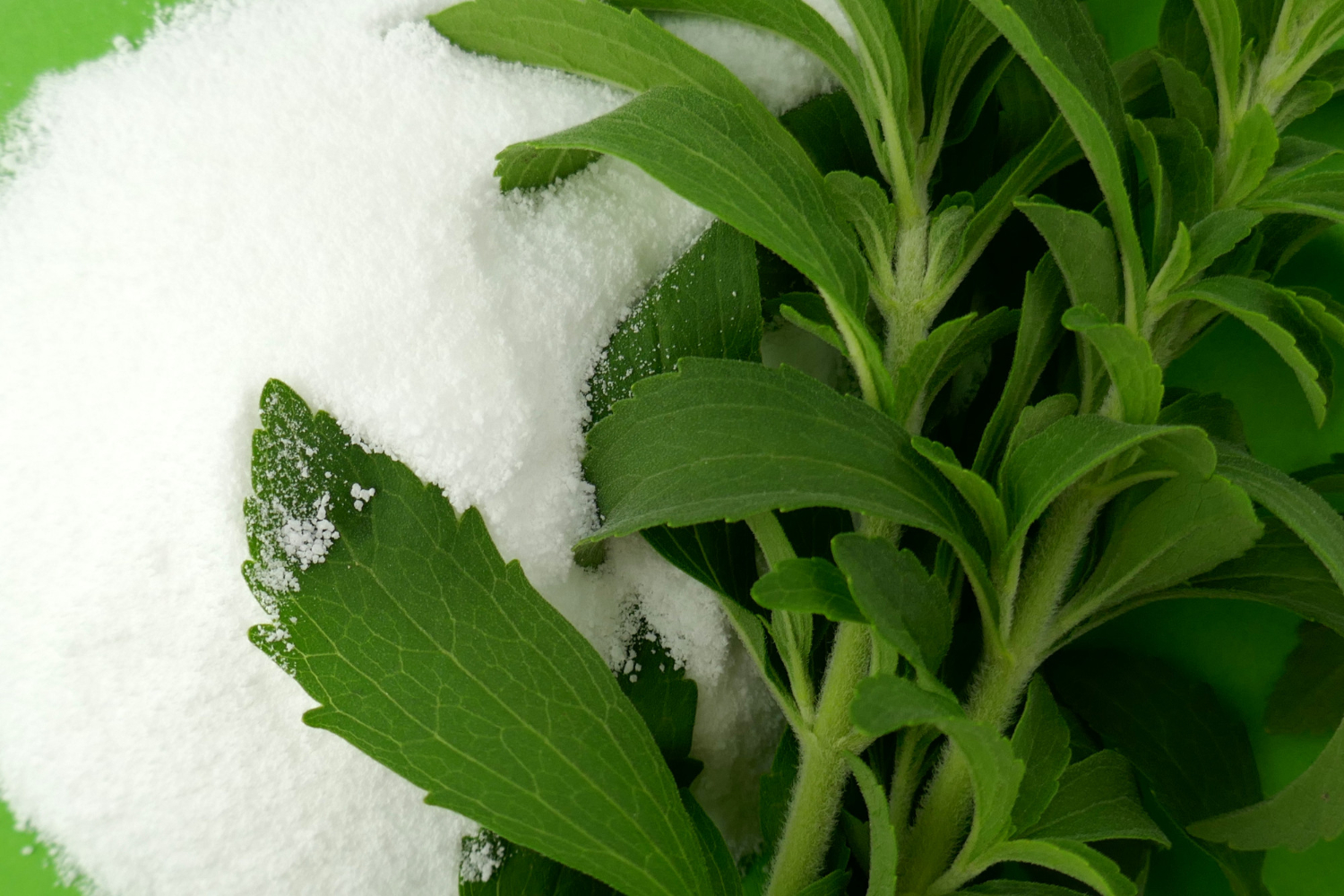 I benefici della stevia.