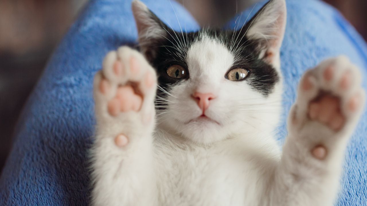 Un gatto bianco e nero (fonte: Freepik)