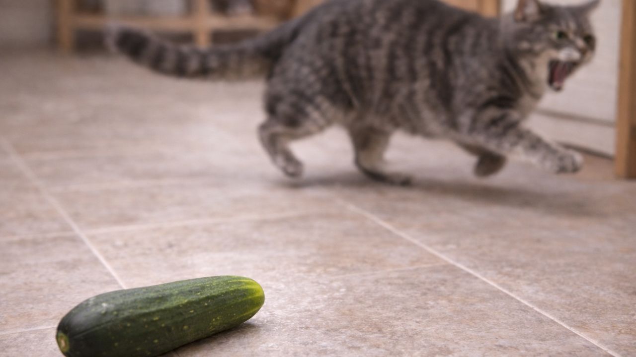 un gatto spaventato da un cetriolo (fonte comeconservare.it)