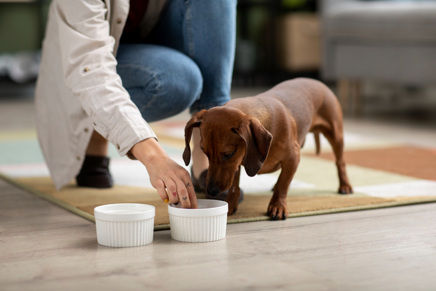 Cosa dare da mangiare al cane.