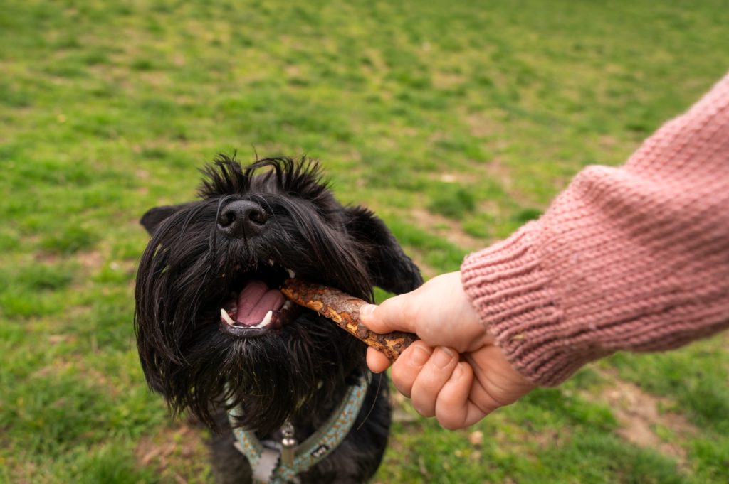 Il segreto per far vivere il tuo cane fino a 3 anni in più: cosa evitare nel piatto Cosa dare da mangiare al cane. Fonte: freepik.com