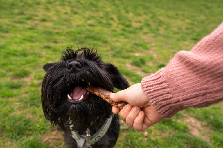 Il segreto per far vivere il tuo cane fino a 3 anni in più: cosa evitare nel piatto Cosa dare da mangiare al cane. Fonte: freepik.com