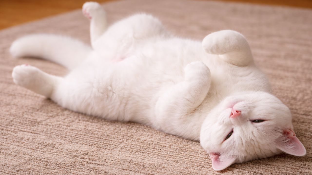Un gatto bianco (fonte: Comeconservare.it)