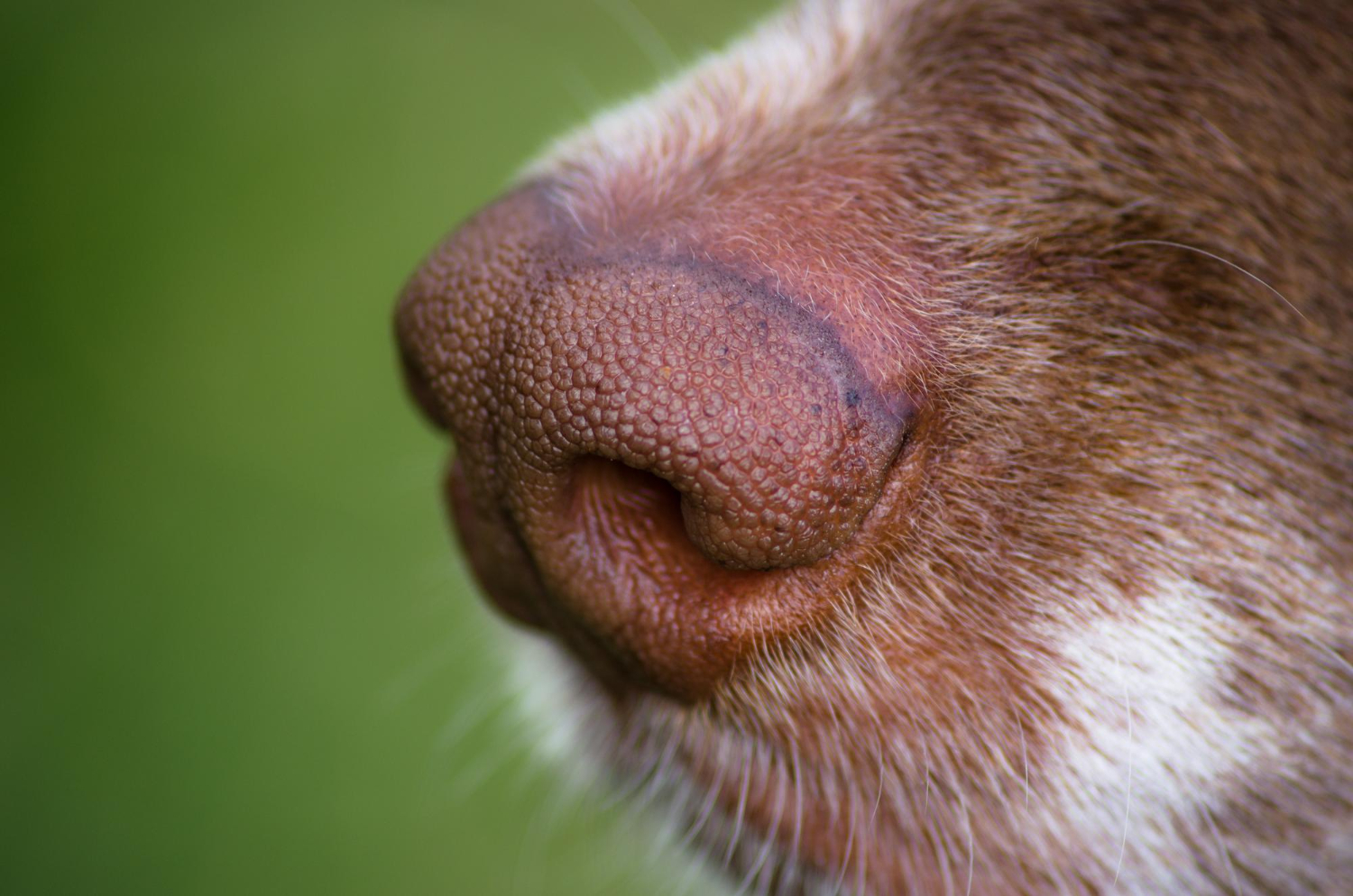 Il naso di un cane.