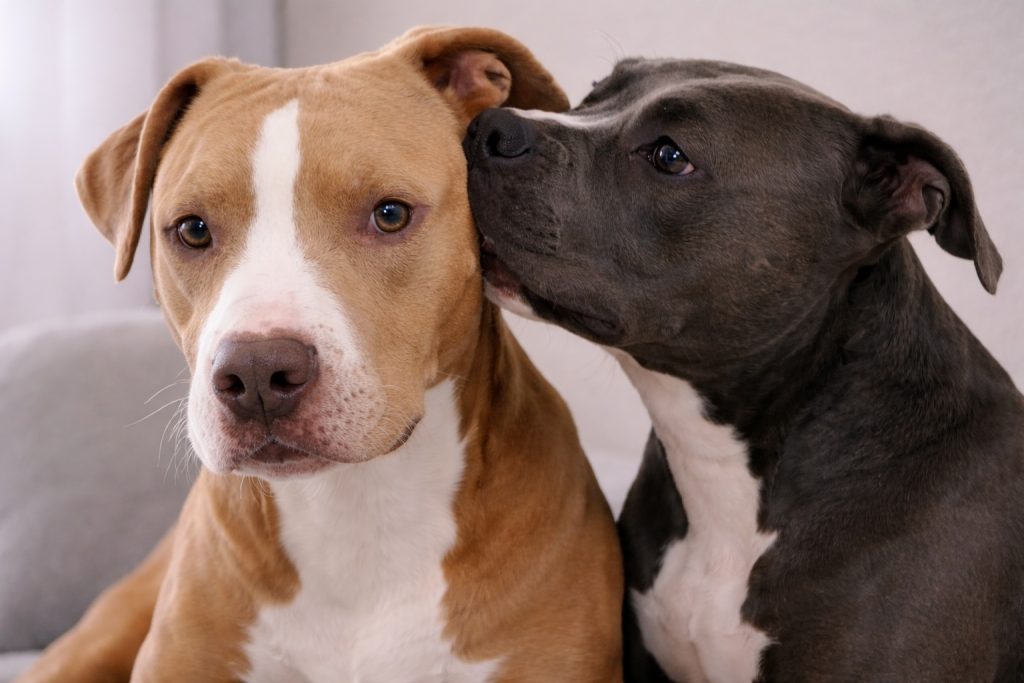 Il lato segreto dei Pit Bull che nessuno conosce: il video mostra la verità dietro l’apparenza Due Pit Bull (fonte:Comeconservare.it)