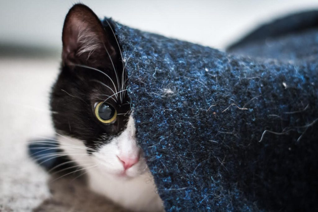 Due gatti ascoltano Sinatra ogni mattina: il loro rituale ha conquistato il web Gatto bianco e nero.