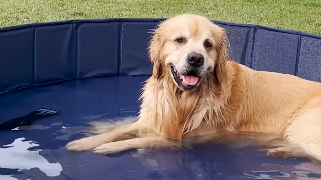 Il Golden Retriver Finn (fonte: youtube The Dodo)