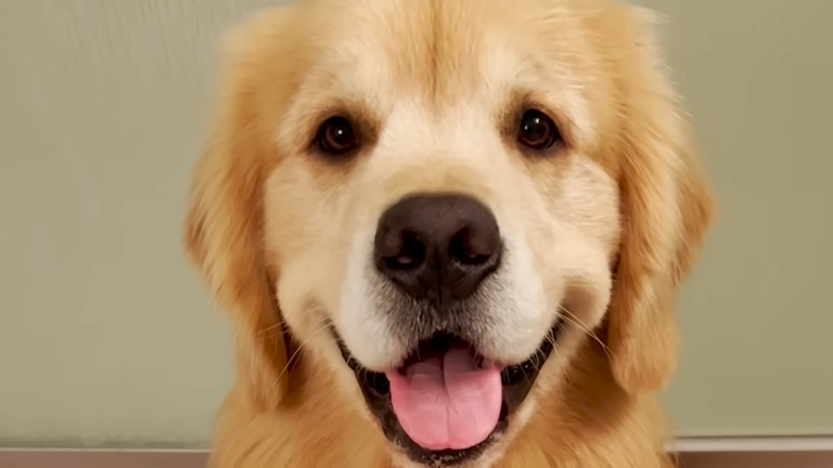 Il golden retriever non la lascia mai fare il bagno: la soluzione della padrona è geniale Il Golden Retriver Finn (fonte: youtube The Dodo)
