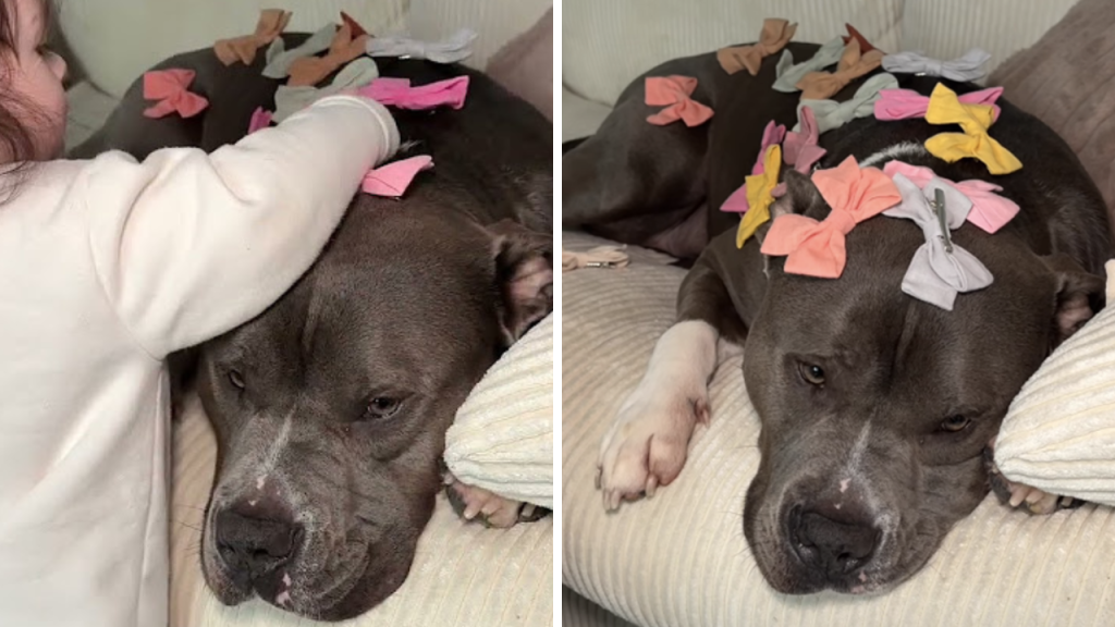 Bimba decora il cane con fiocchi colorati: la reazione dell’animale commuove il web Bimba decora il cane con i fiocchi.