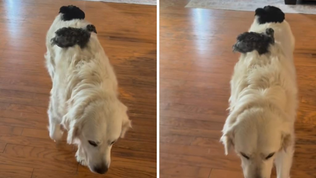 Due uccellini salgono sulla schiena di un Golden Retriever: la sua reazione commuove il web Due uccellini salgono sulla schiena di un Golden Retriever.