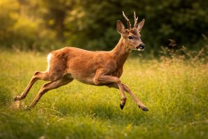Un capriolo che corre (fonte: Comeconservare.it)
