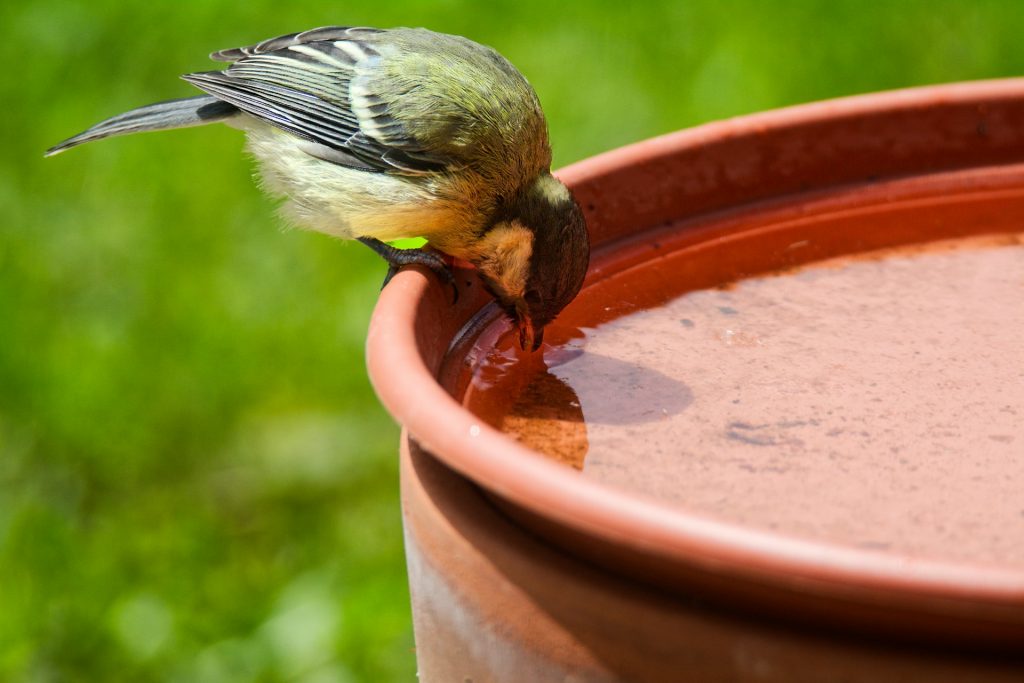 Abbeveratoio per uccelli