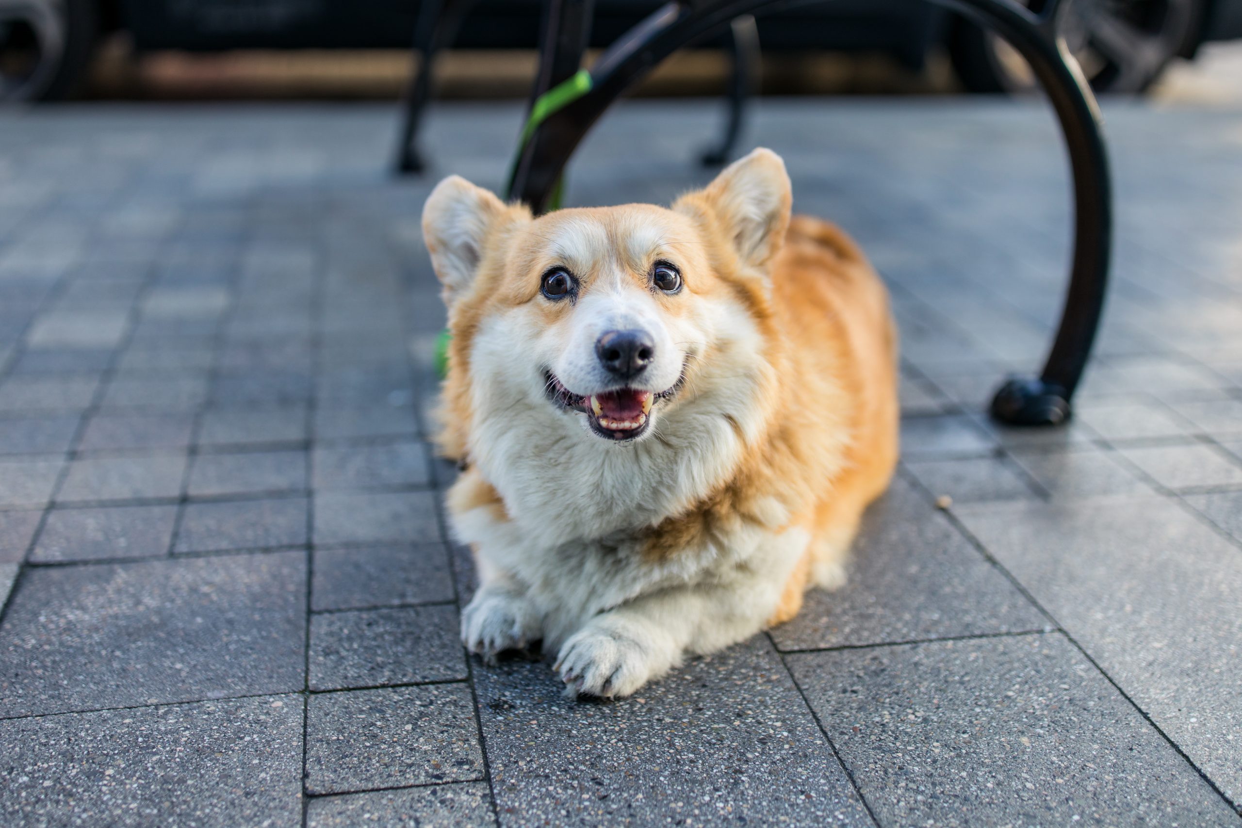 Un corgie (fonte: FreePik)