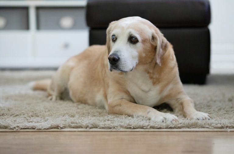Un gilet vibra e guida i cani ciechi: l’invenzione che restituisce loro libertà Cane anziano e cieco