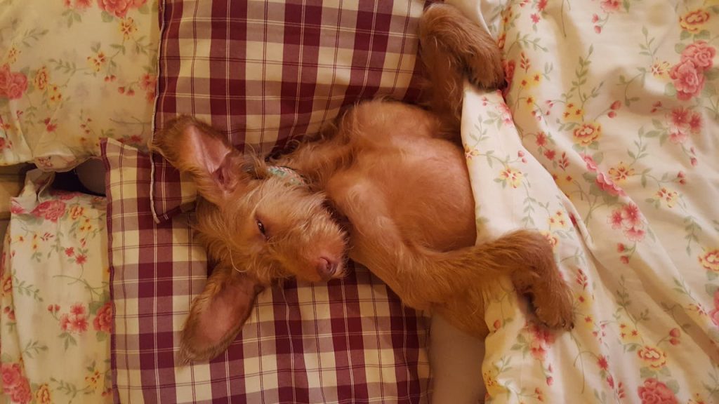 Cane che dorme dorme nel letto