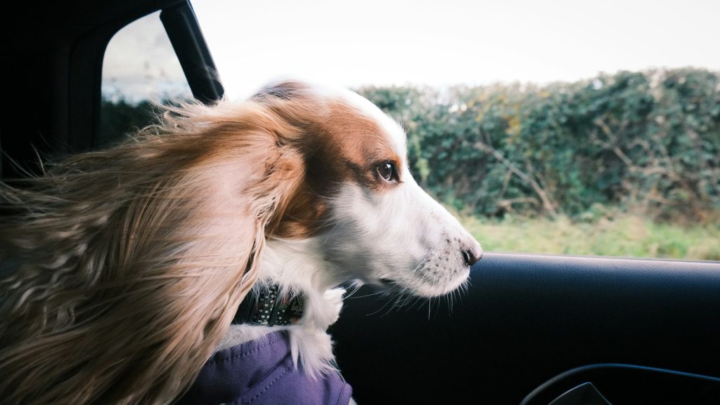 Cane che guarda dal finestrino