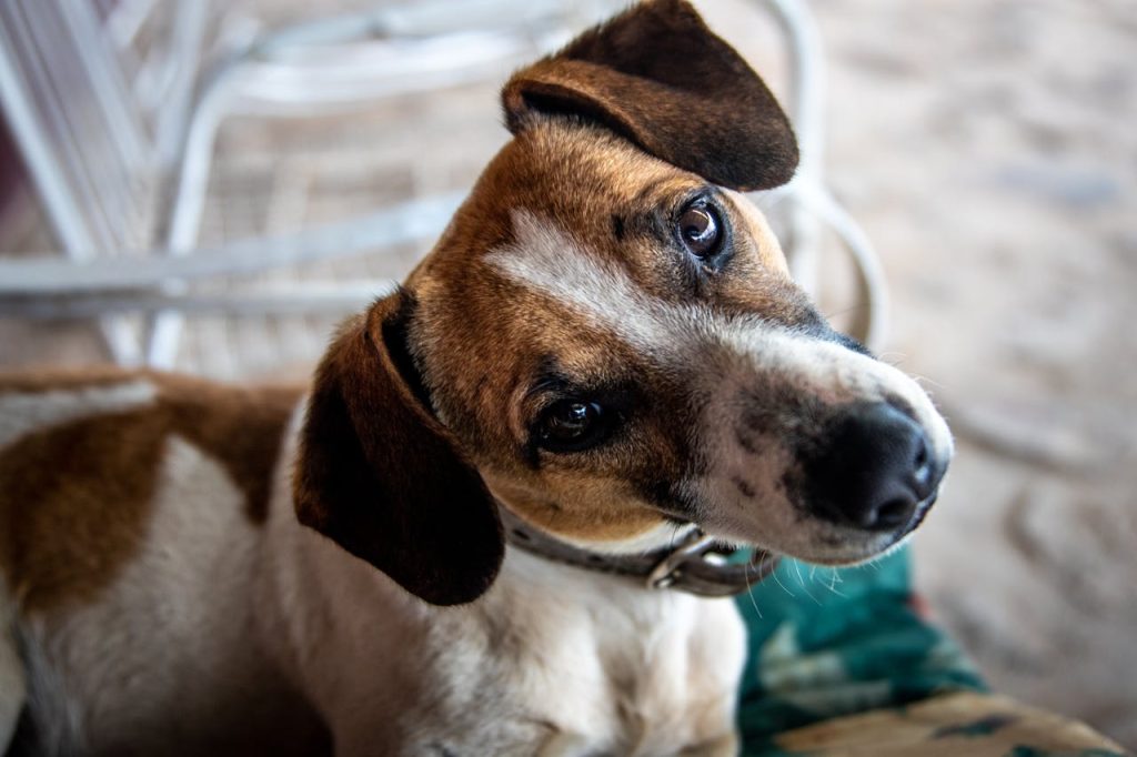 Cane bianco e marrone che inclina la testa