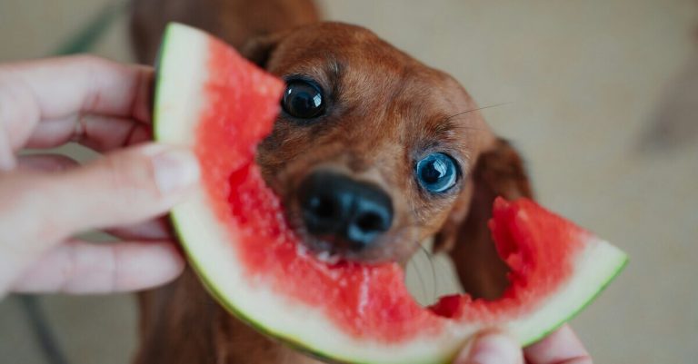 Dalla tua tavola alla sua ciotola: 12 cibi sicuri per cani e gatti e 8 da evitare subito Cane che mangia il cocomero