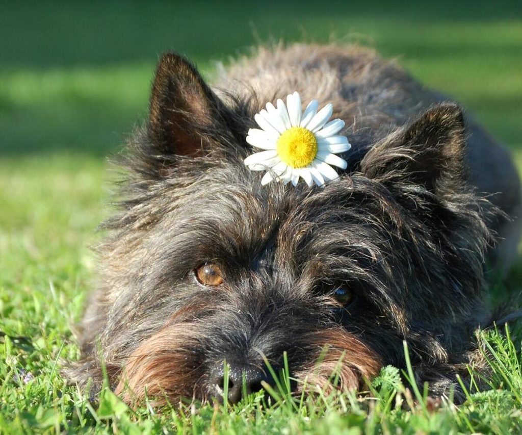 Il tuo cane starnutisce in primavera? Potrebbe essere allergico al polline come te Cane con margherita