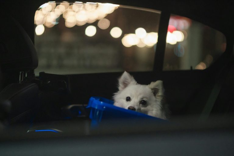 Rompi il finestrino per salvare un cane? In Indiana non paghi più i danni Cane bianco in macchina